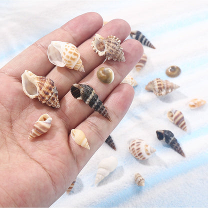 Natural Spiral Seashells for Crafts and Decoration