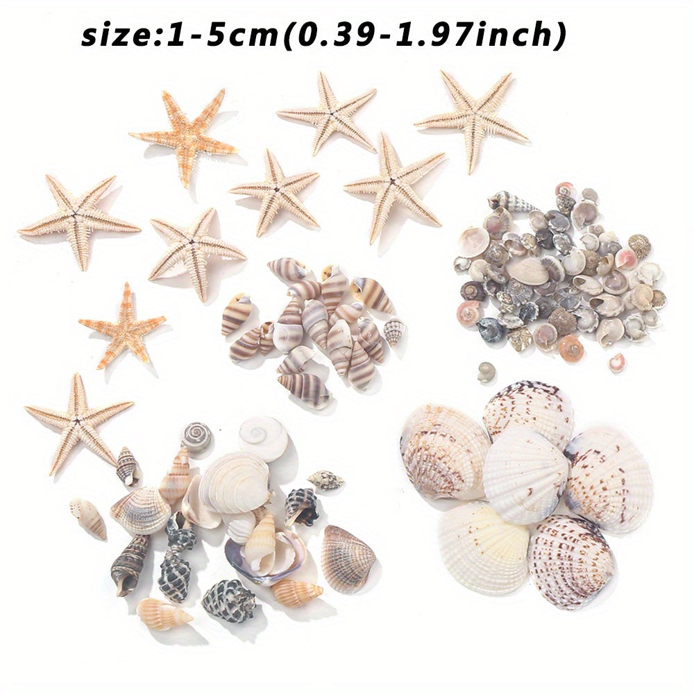 740-1000 pcs Mini Natural Seashells