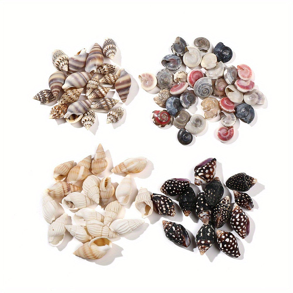 740-1000 pcs Mini Natural Seashells