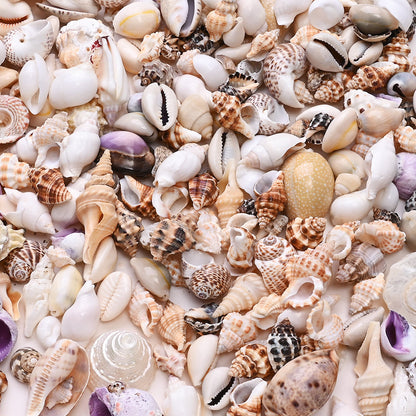 100g/Box Mixed Decorative Shell Set
